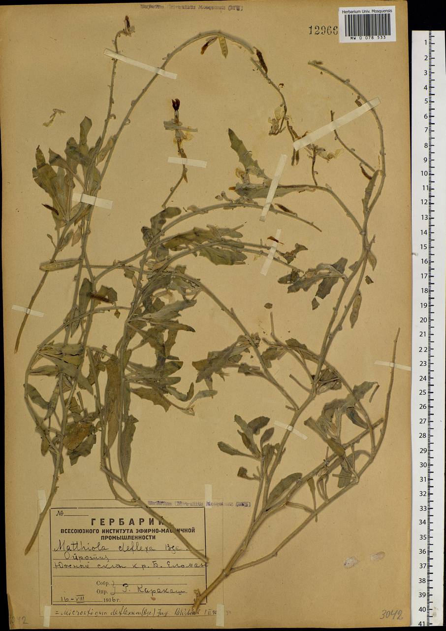 Microstigma deflexum (Bunge) Juz., Siberia, Altai & Sayany Mountains (S2) (Russia)