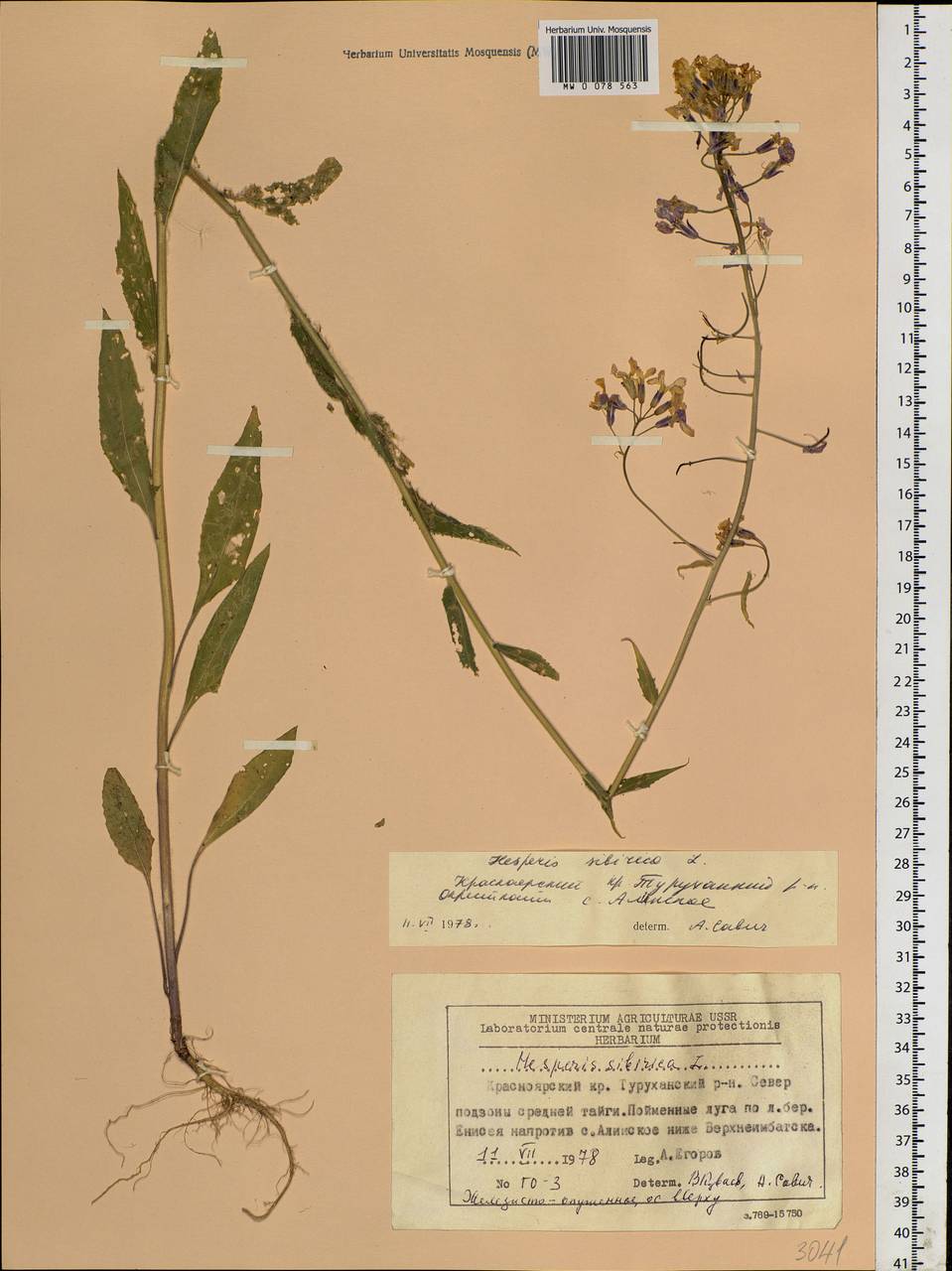 Hesperis sibirica L., Siberia, Central Siberia (S3) (Russia)