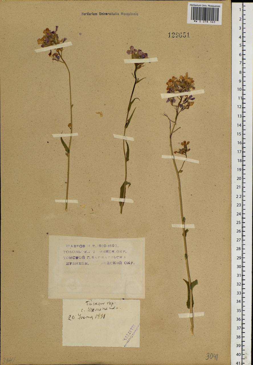 Hesperis sibirica L., Siberia, Western (Kazakhstan) Altai Mountains (S2a) (Kazakhstan)