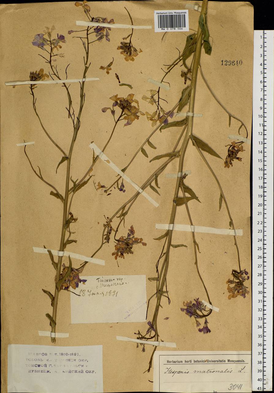 Hesperis sibirica L., Siberia, Altai & Sayany Mountains (S2) (Russia)