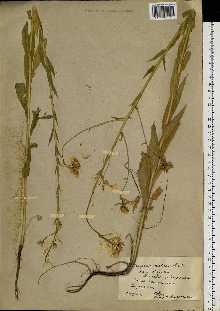 Hesperis sibirica L., Siberia, Altai & Sayany Mountains (S2) (Russia)