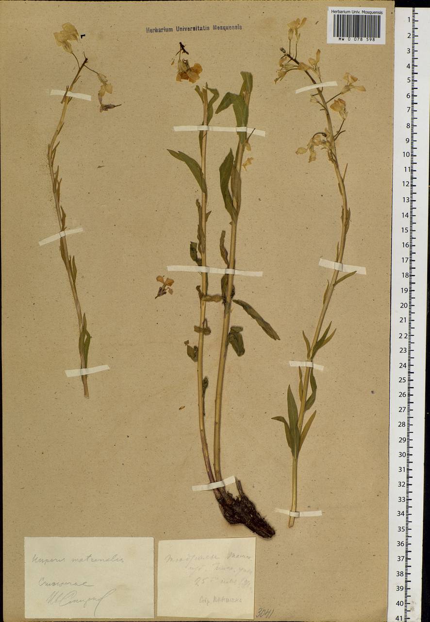 Hesperis sibirica L., Siberia, Altai & Sayany Mountains (S2) (Russia)