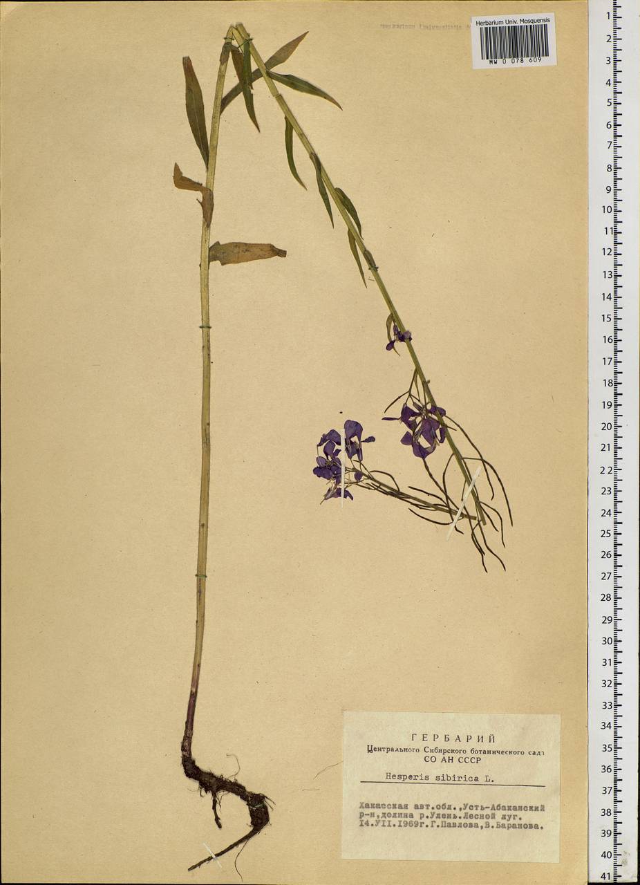 Hesperis sibirica L., Siberia, Altai & Sayany Mountains (S2) (Russia)