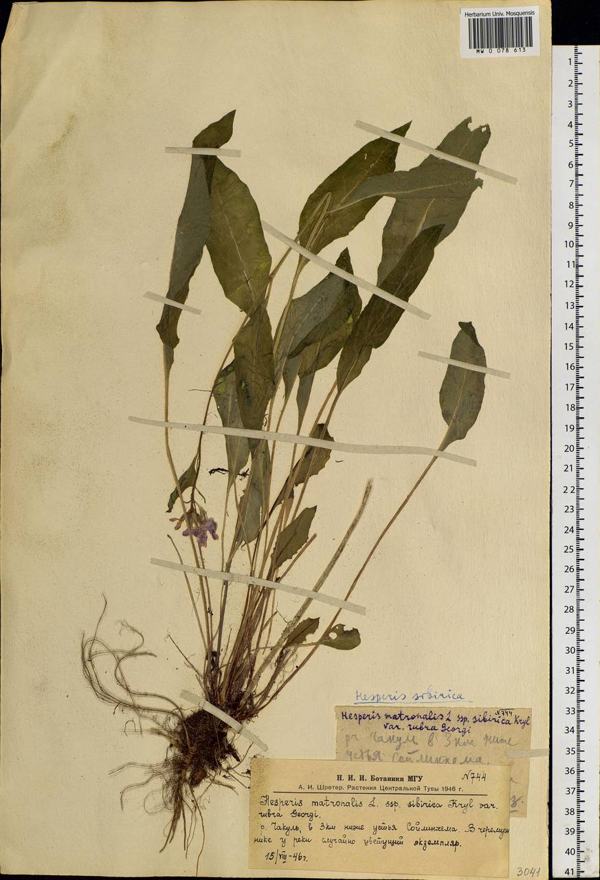 Hesperis sibirica L., Siberia, Altai & Sayany Mountains (S2) (Russia)