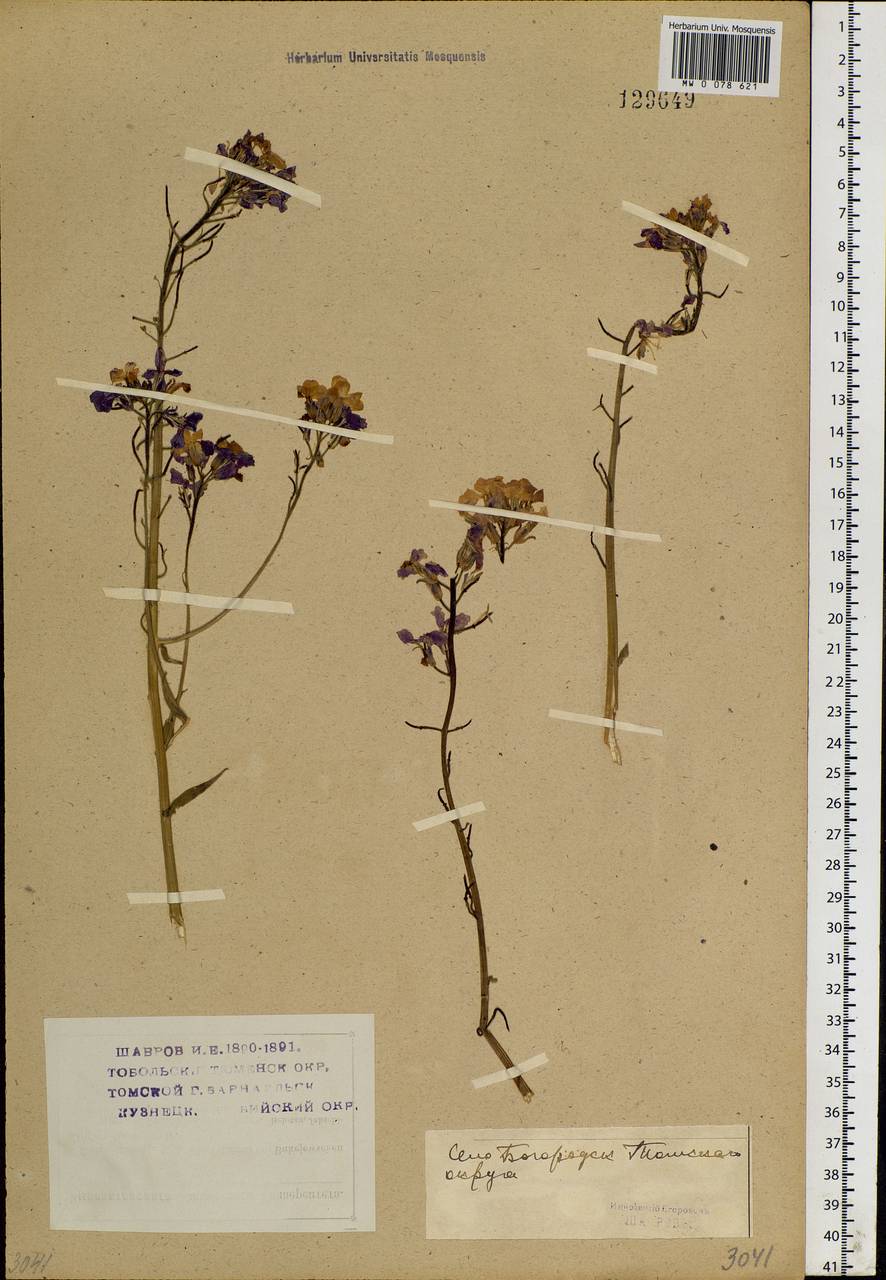 Hesperis sibirica L., Siberia, Western Siberia (S1) (Russia)