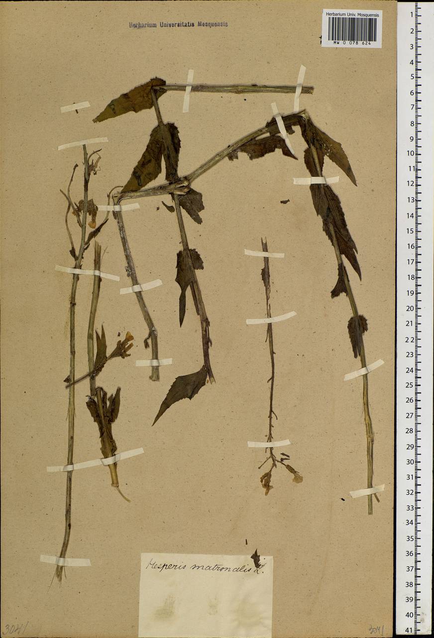 Hesperis sibirica L., Siberia (no precise locality) (S0) (Russia)