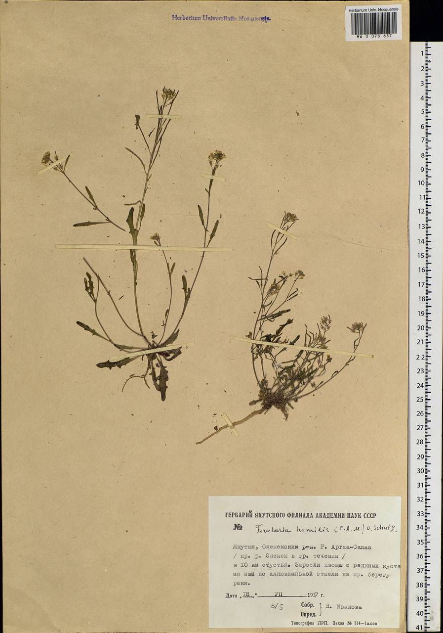 Braya humilis subsp. humilis, Siberia, Yakutia (S5) (Russia)