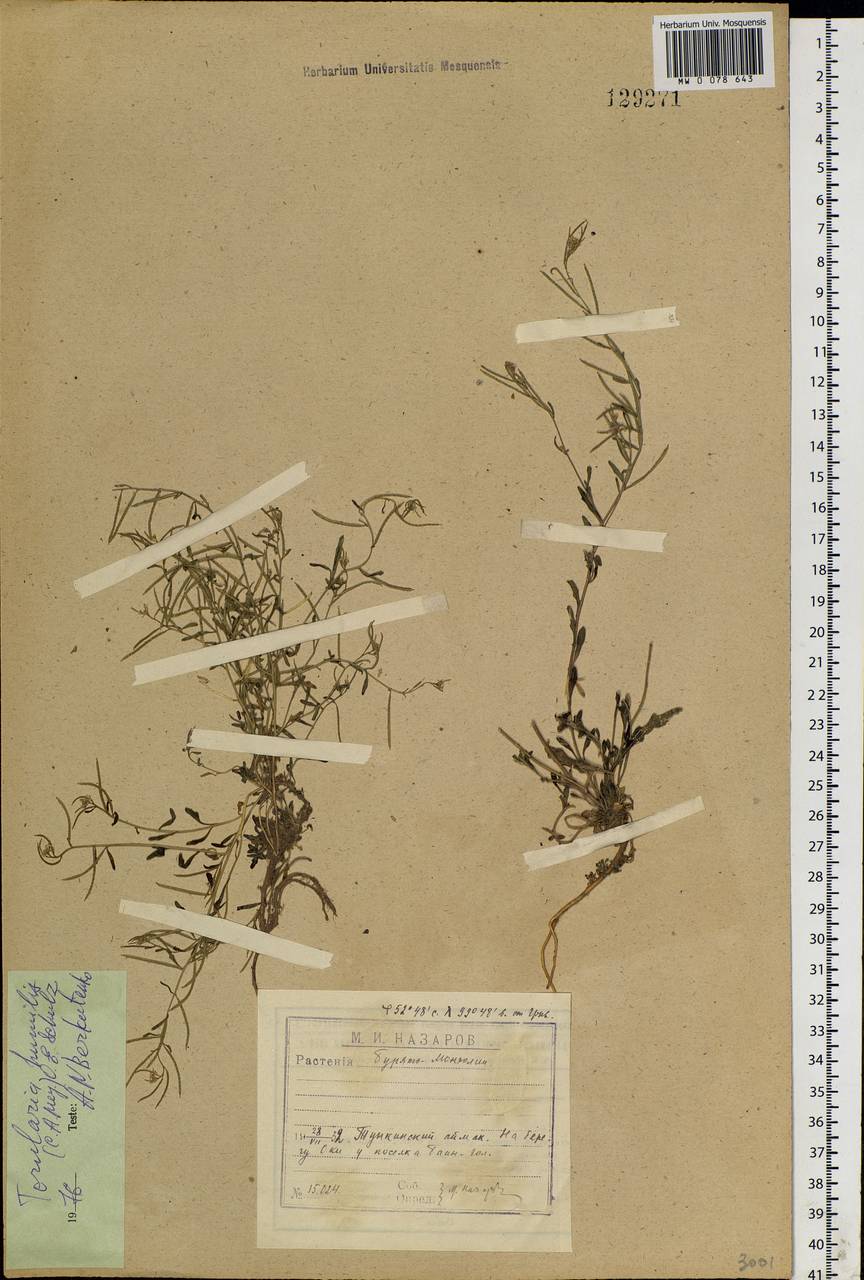 Braya humilis subsp. humilis, Siberia, Baikal & Transbaikal region (S4) (Russia)