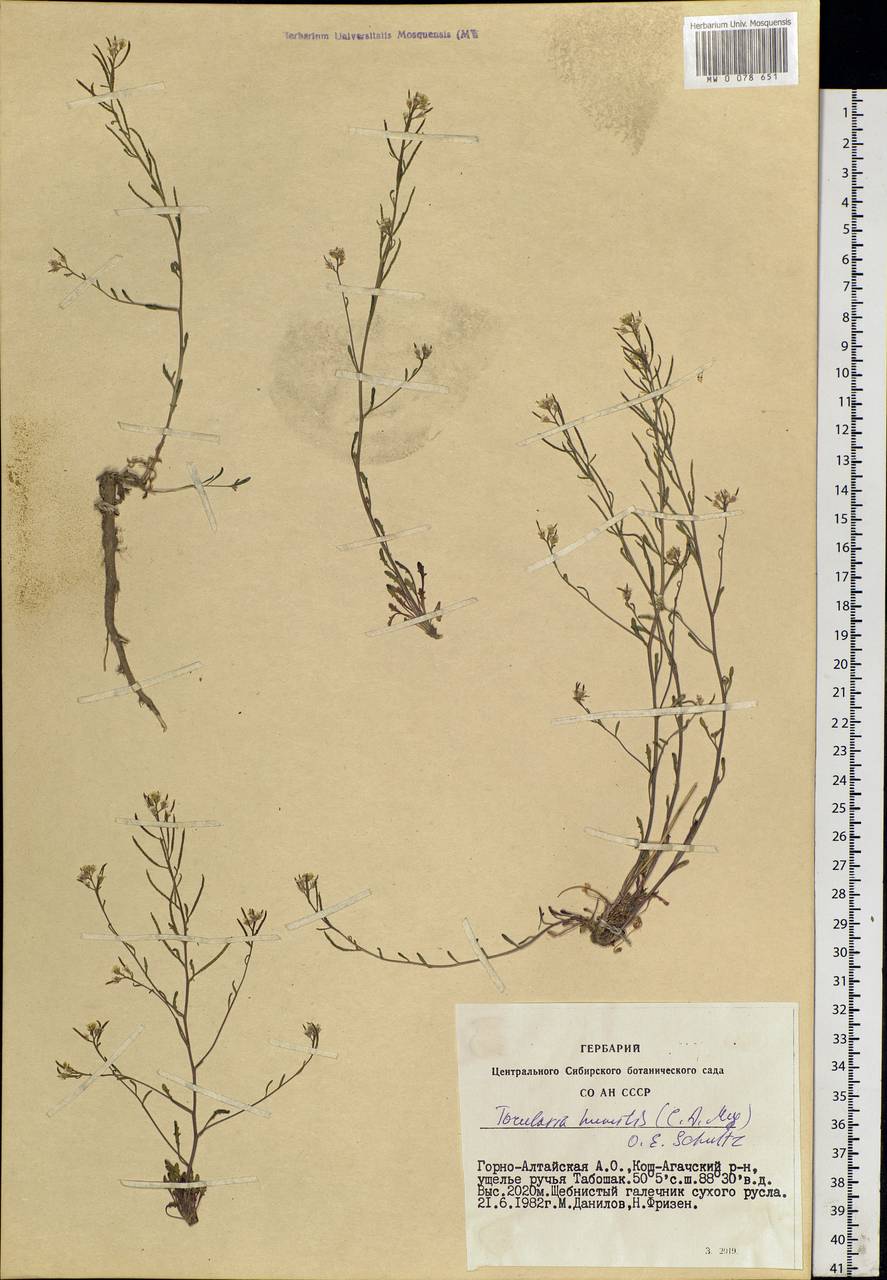 Braya humilis subsp. humilis, Siberia, Altai & Sayany Mountains (S2) (Russia)