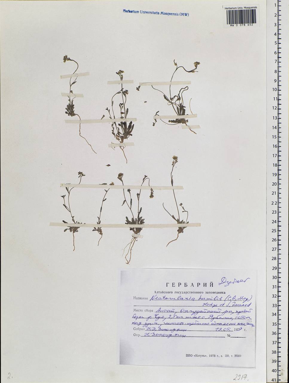 Braya humilis subsp. humilis, Siberia, Altai & Sayany Mountains (S2) (Russia)