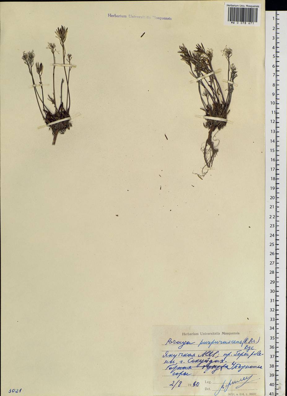 Braya purpurascens (R.Br.) Bunge, Siberia, Yakutia (S5) (Russia)