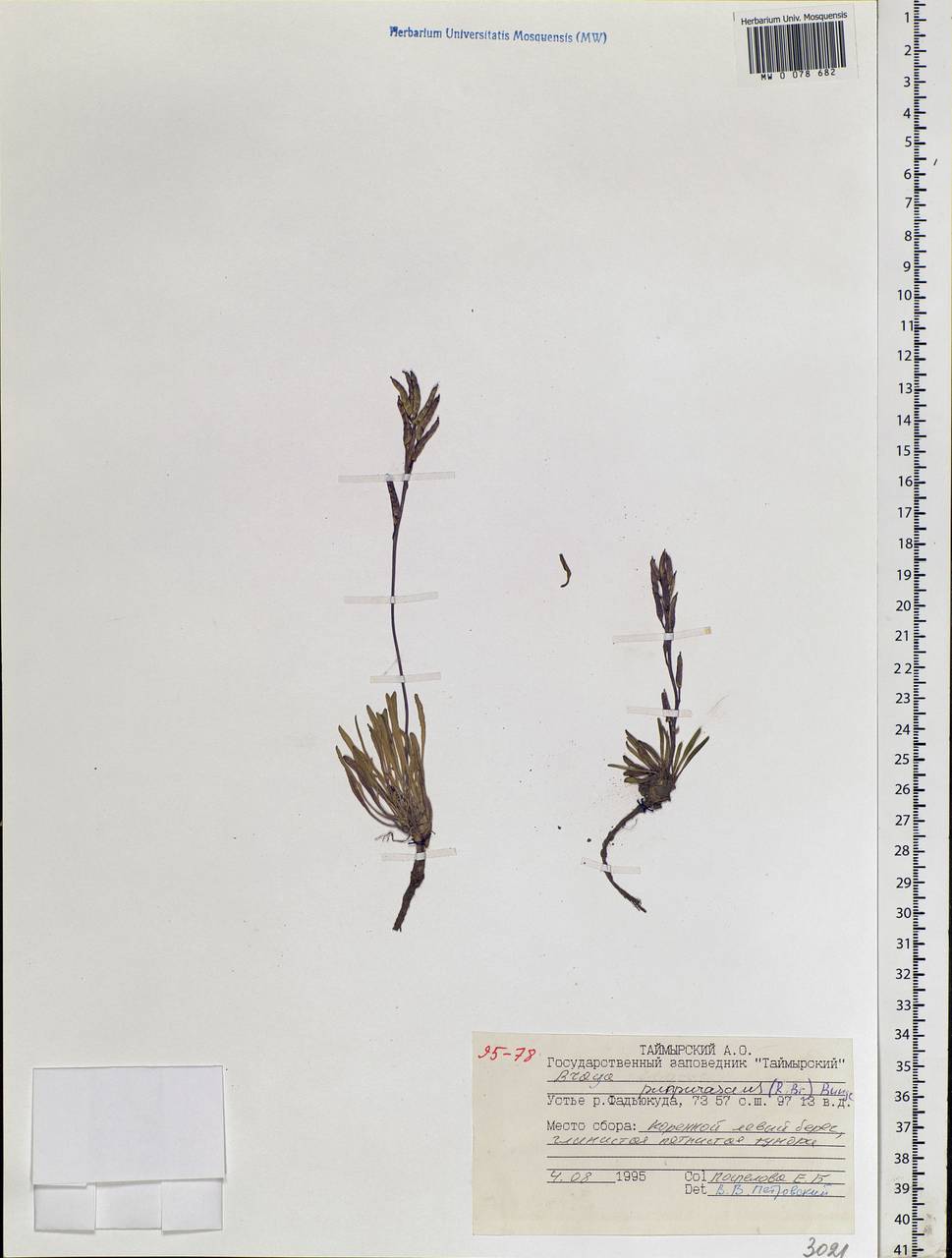 Braya purpurascens (R. Br.) Bunge, Siberia, Central Siberia (S3) (Russia)