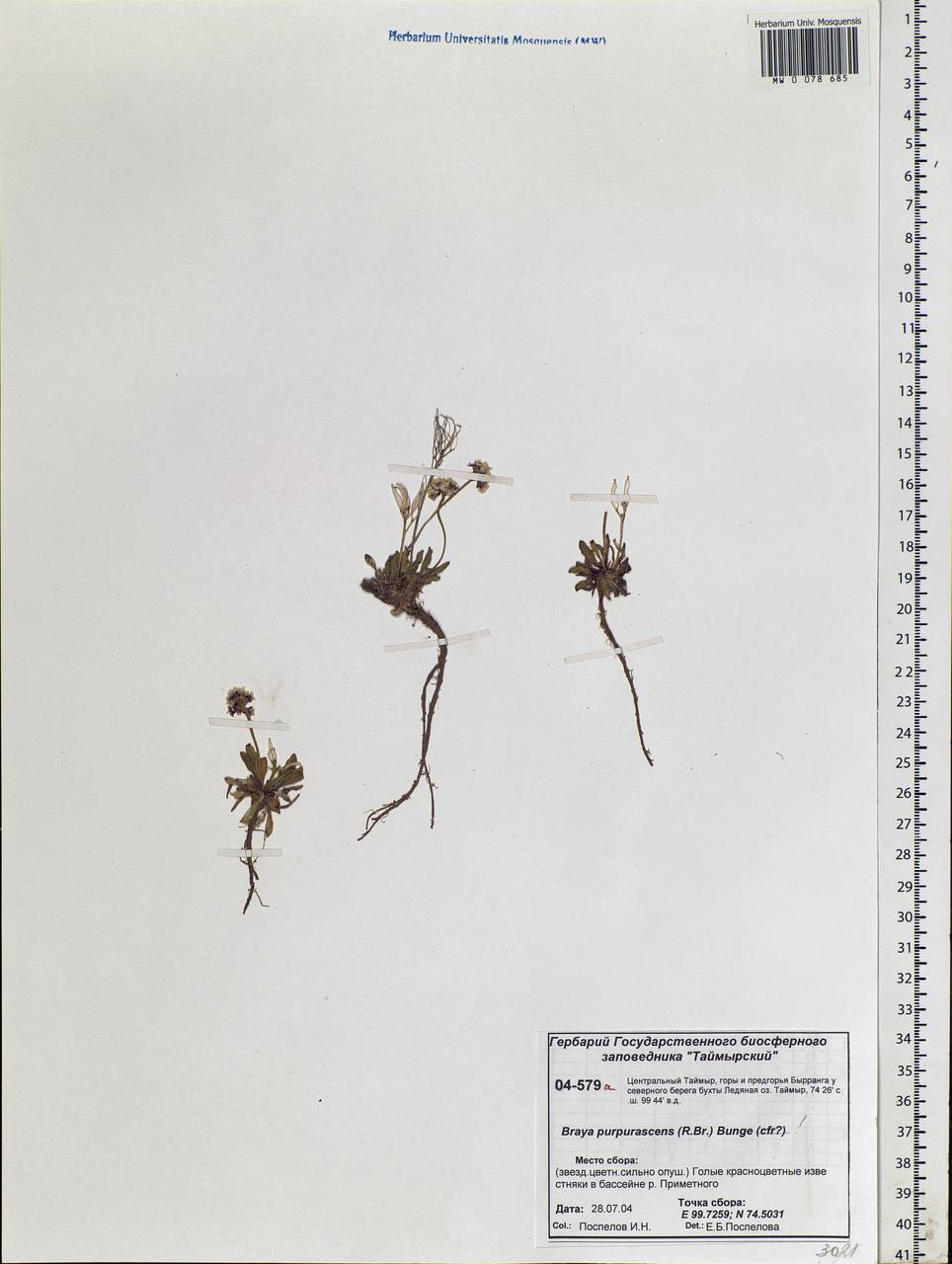 Braya purpurascens (R. Br.) Bunge, Siberia, Central Siberia (S3) (Russia)