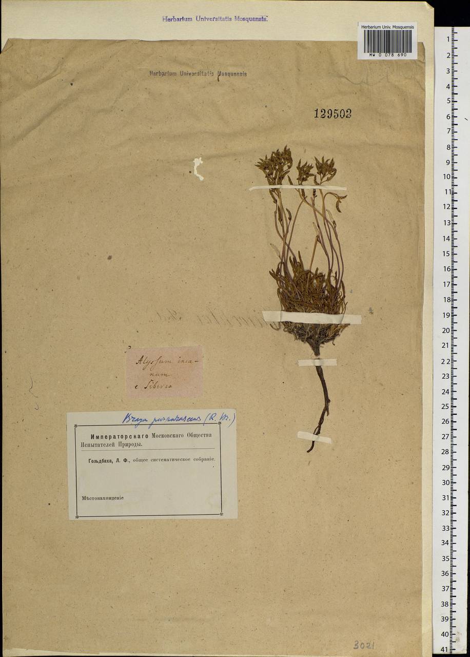 Braya purpurascens (R.Br.) Bunge ex Ledeb., Siberia (no precise locality) (S0) (Russia)