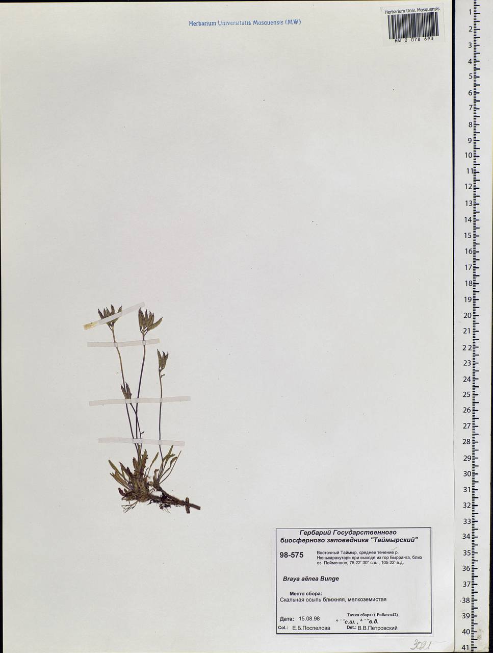 Braya rosea Bunge, Siberia, Central Siberia (S3) (Russia)