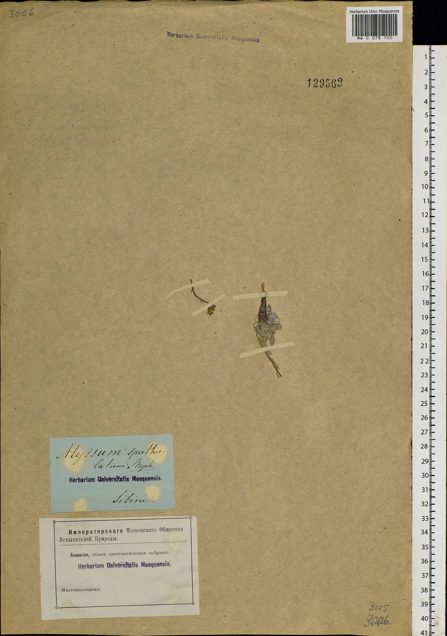 Galitzkya spathulata (Stephan ex Willd.) V.V.Botschantz., Siberia (no precise locality) (S0) (Russia)