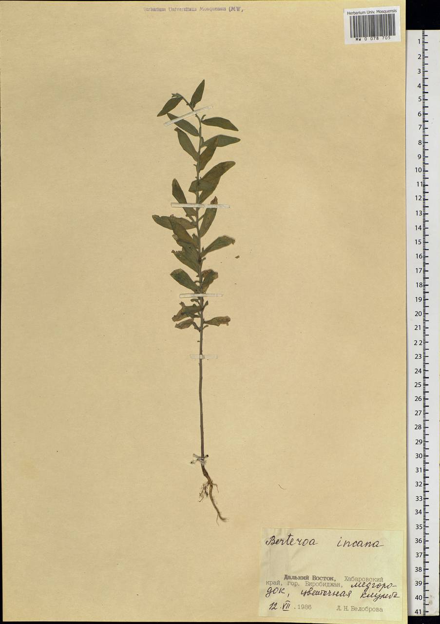 Berteroa incana (L.) DC., Siberia, Russian Far East (S6) (Russia)