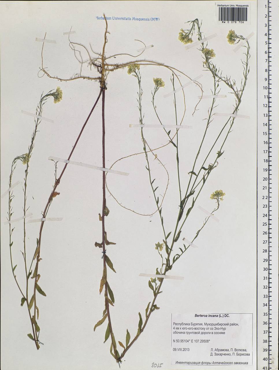 Berteroa incana (L.) DC., Siberia, Baikal & Transbaikal region (S4) (Russia)