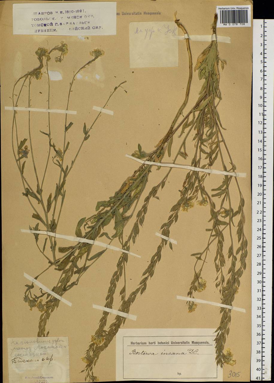 Berteroa incana (L.) DC., Siberia, Western (Kazakhstan) Altai Mountains (S2a) (Kazakhstan)