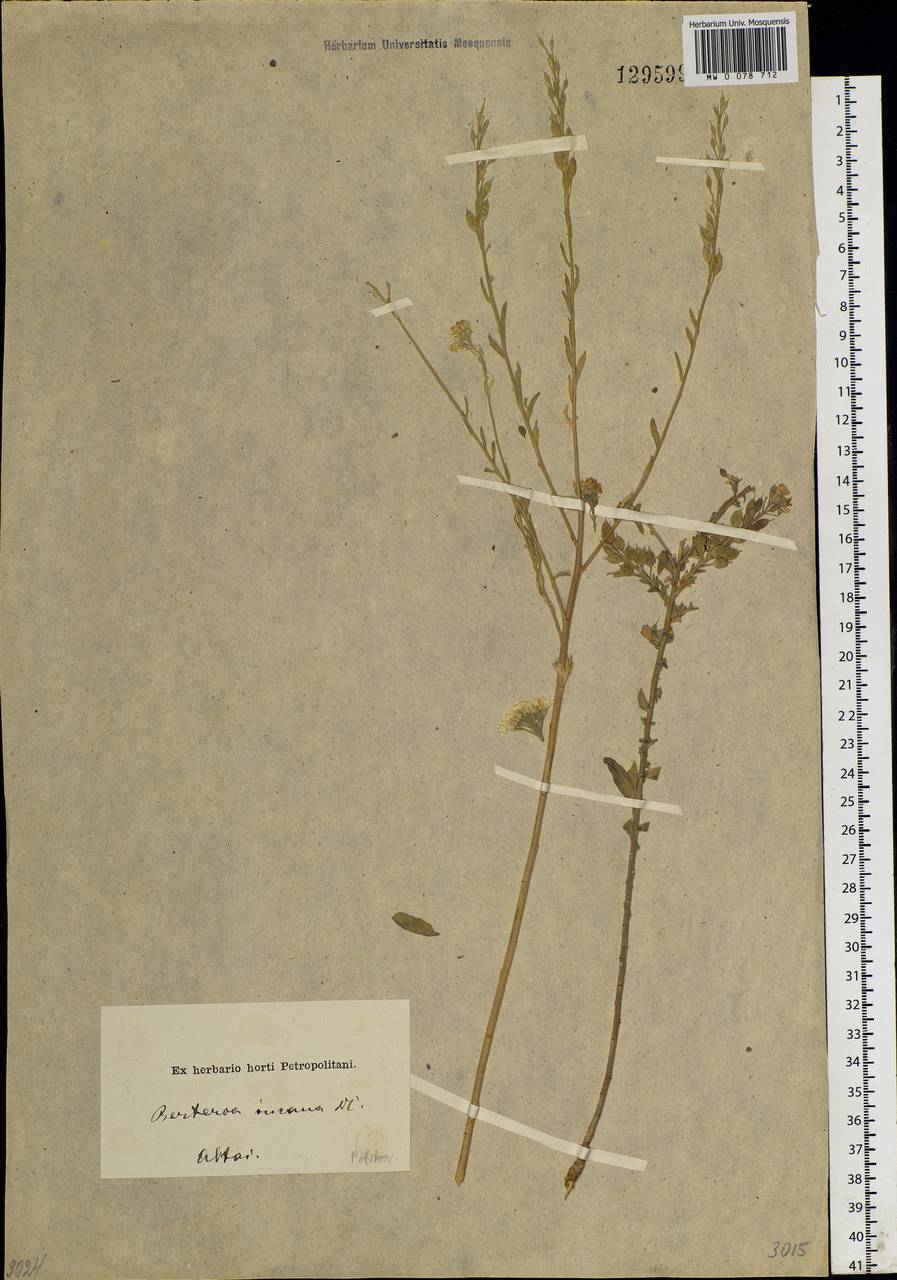 Berteroa incana (L.) DC., Siberia, Altai & Sayany Mountains (S2) (Russia)