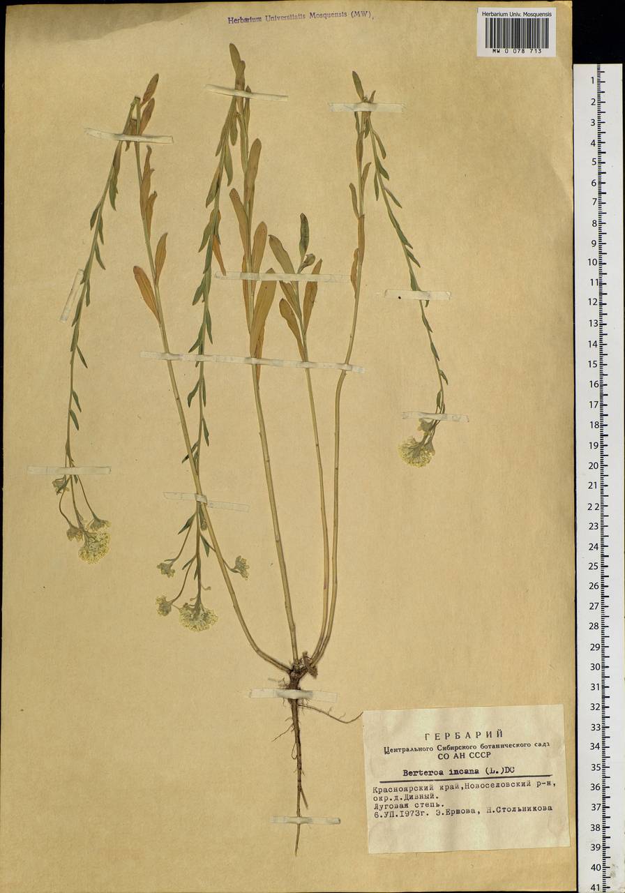 Berteroa incana (L.) DC., Siberia, Altai & Sayany Mountains (S2) (Russia)