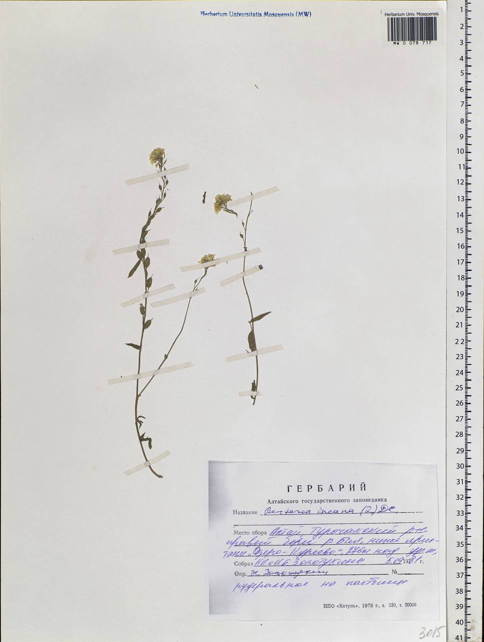 Berteroa incana (L.) DC., Siberia, Altai & Sayany Mountains (S2) (Russia)