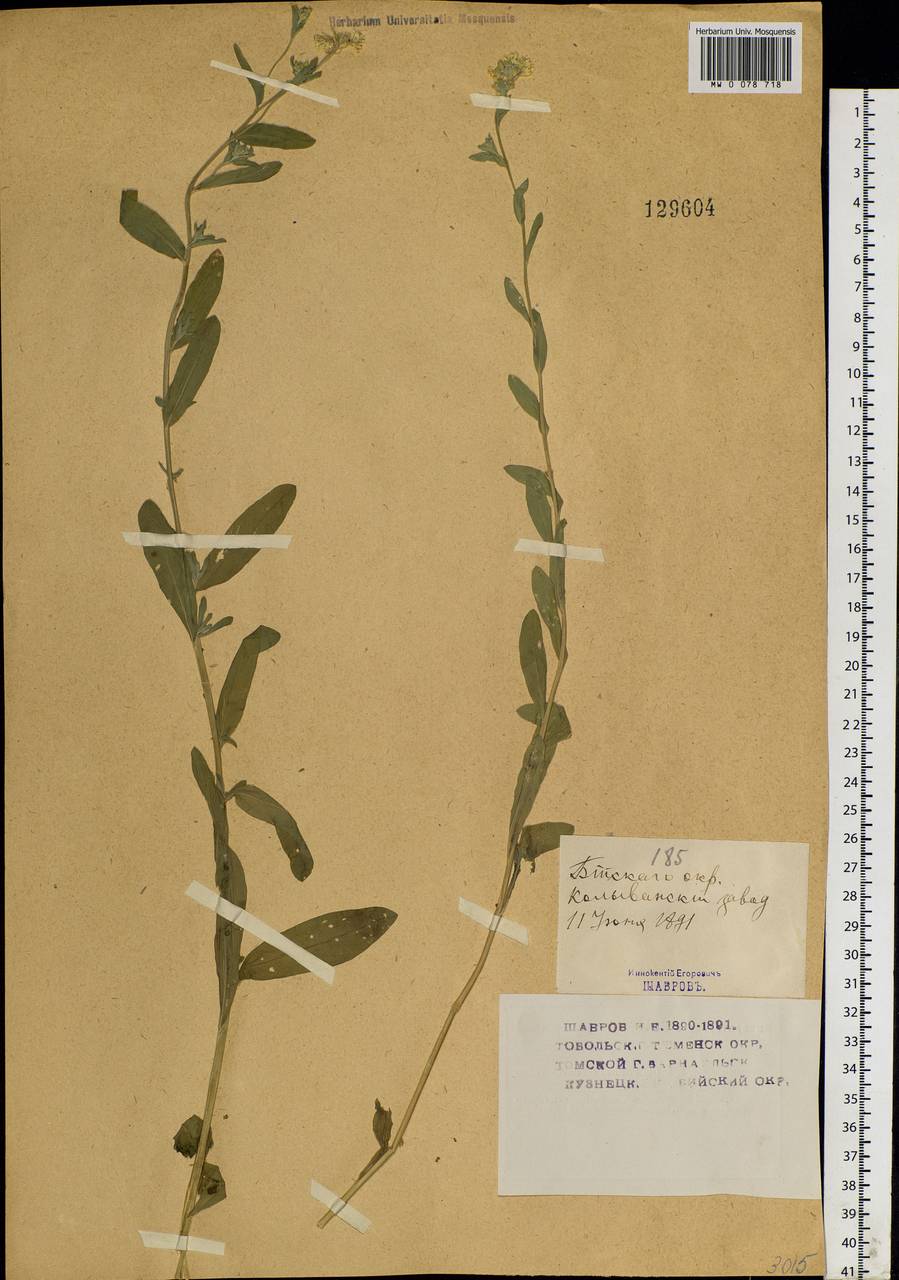 Berteroa incana (L.) DC., Siberia, Altai & Sayany Mountains (S2) (Russia)