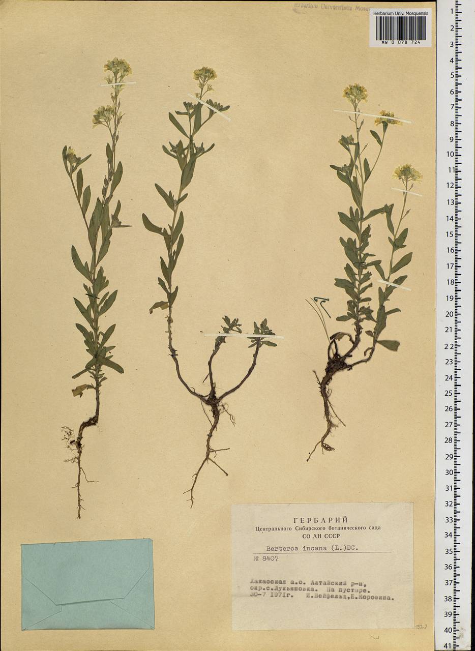 Berteroa incana (L.) DC., Siberia, Altai & Sayany Mountains (S2) (Russia)