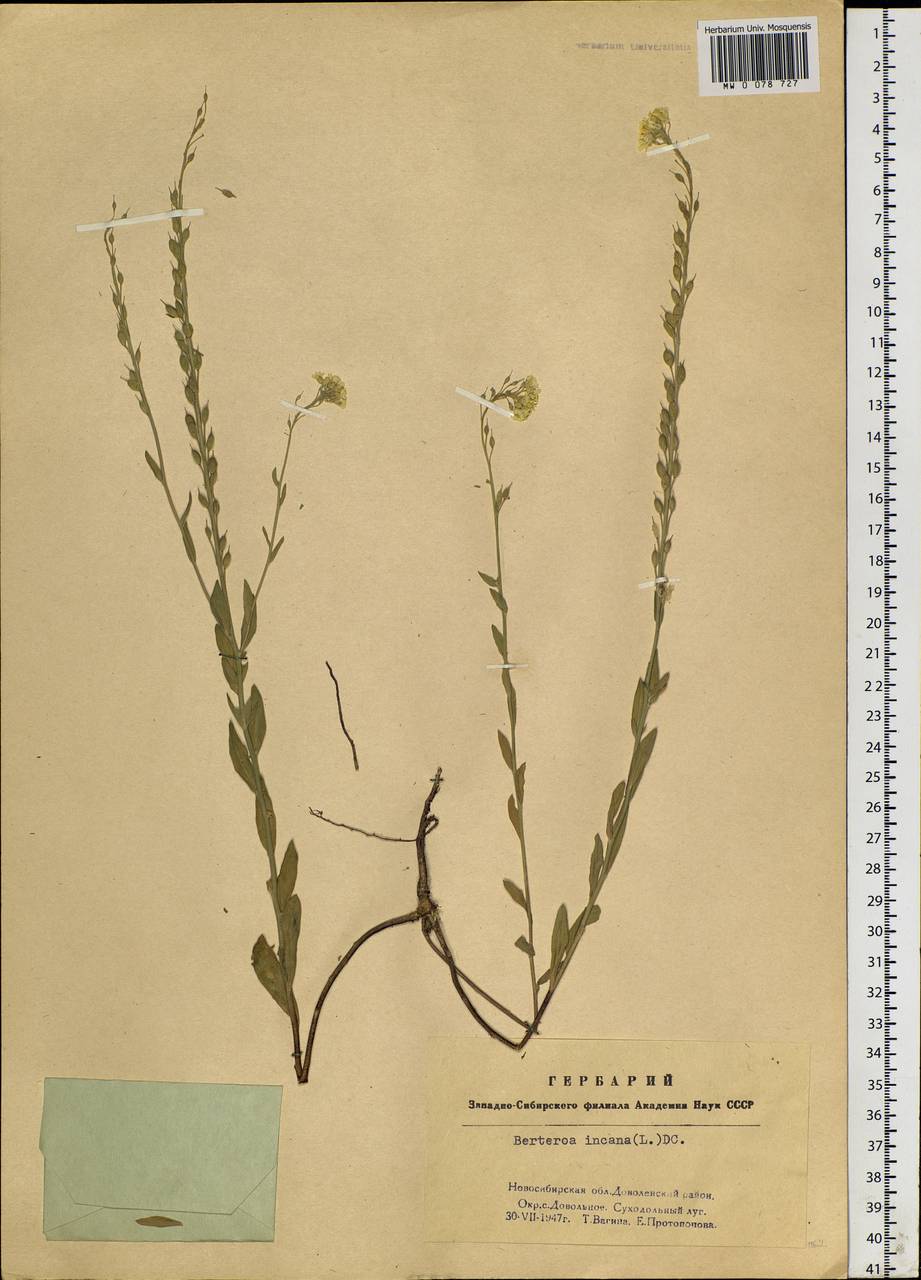 Berteroa incana (L.) DC., Siberia, Western Siberia (S1) (Russia)