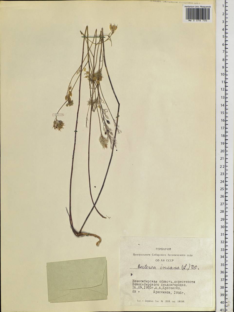 Berteroa incana (L.) DC., Siberia, Western Siberia (S1) (Russia)