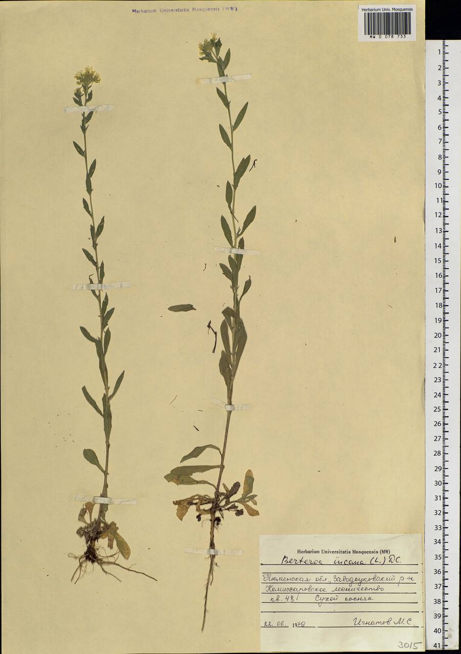 Berteroa incana (L.) DC., Siberia, Western Siberia (S1) (Russia)
