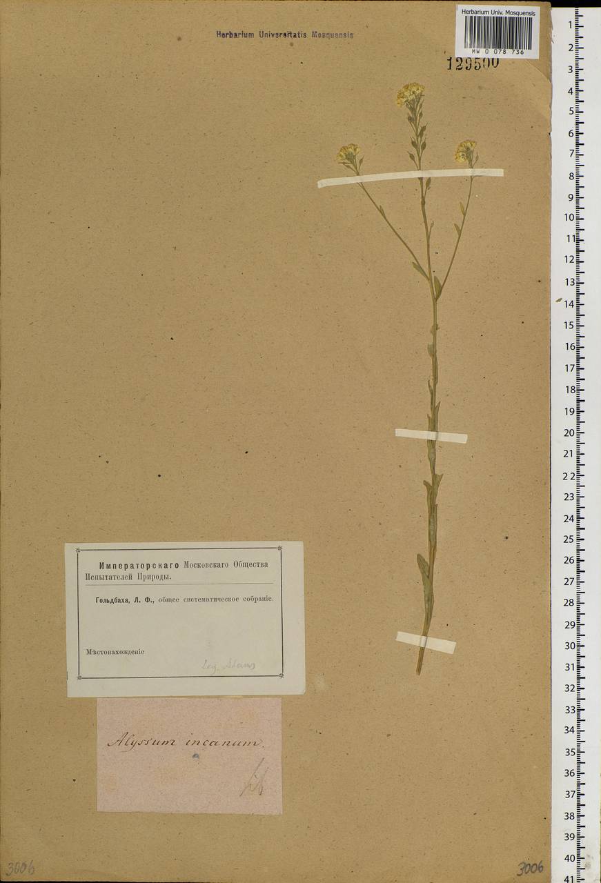 Berteroa incana (L.) DC., Siberia (no precise locality) (S0) (Russia)