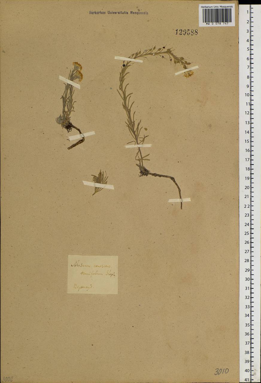 Stevenia tenuifolia (Steph. ex Willd.) D.A.German, Siberia, Baikal & Transbaikal region (S4) (Russia)