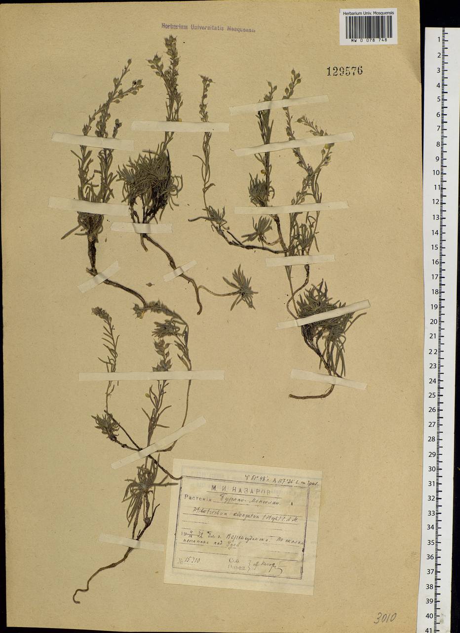 Stevenia tenuifolia (Stephan ex Willd.) D. A. German, Siberia, Baikal & Transbaikal region (S4) (Russia)