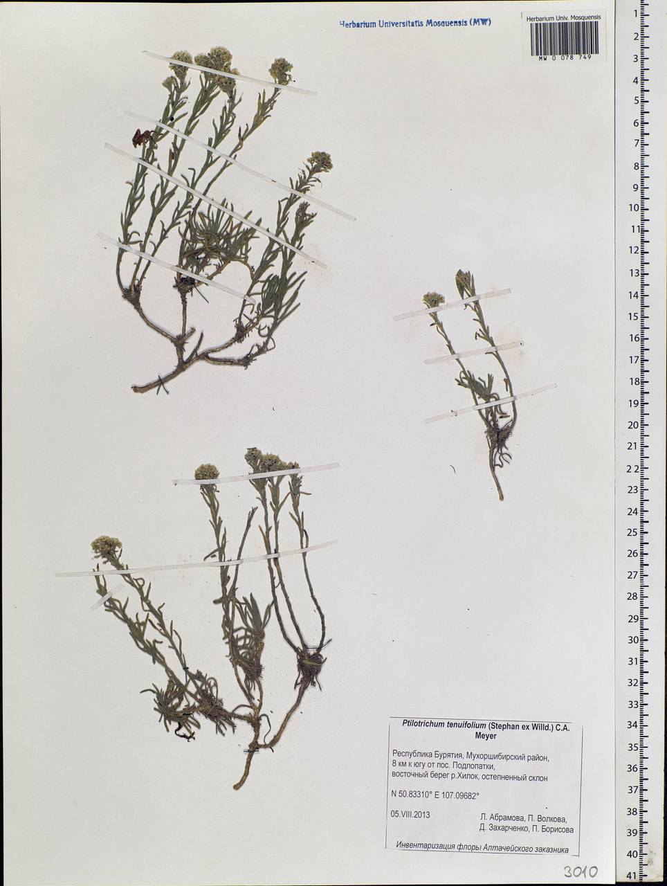 Stevenia tenuifolia (Stephan ex Willd.) D. A. German, Siberia, Baikal & Transbaikal region (S4) (Russia)