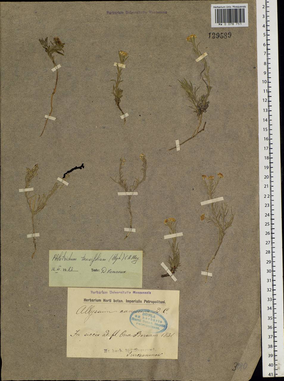 Stevenia tenuifolia (Stephan ex Willd.) D. A. German, Siberia, Baikal & Transbaikal region (S4) (Russia)