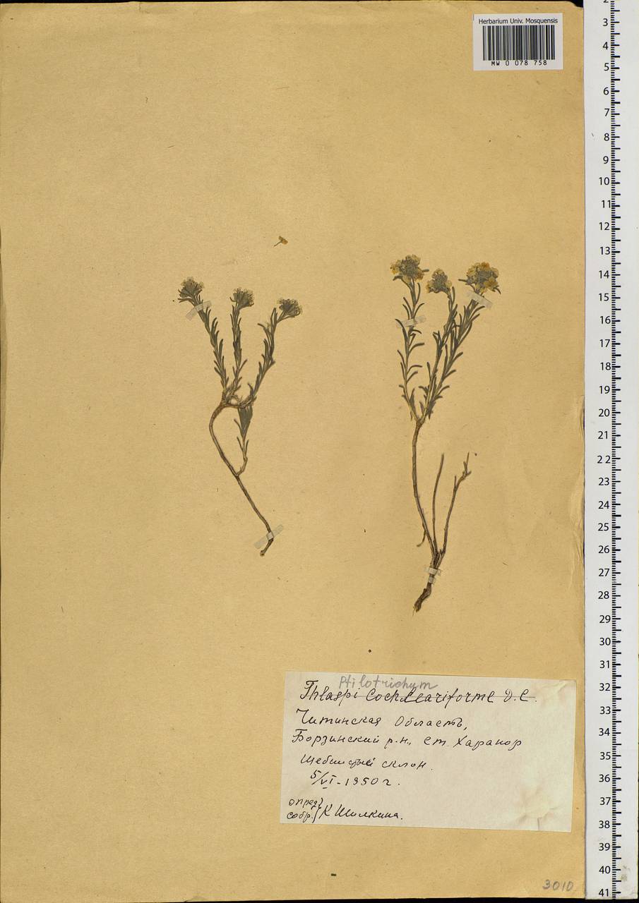 Stevenia tenuifolia (Stephan ex Willd.) D.A.German, Siberia, Baikal & Transbaikal region (S4) (Russia)