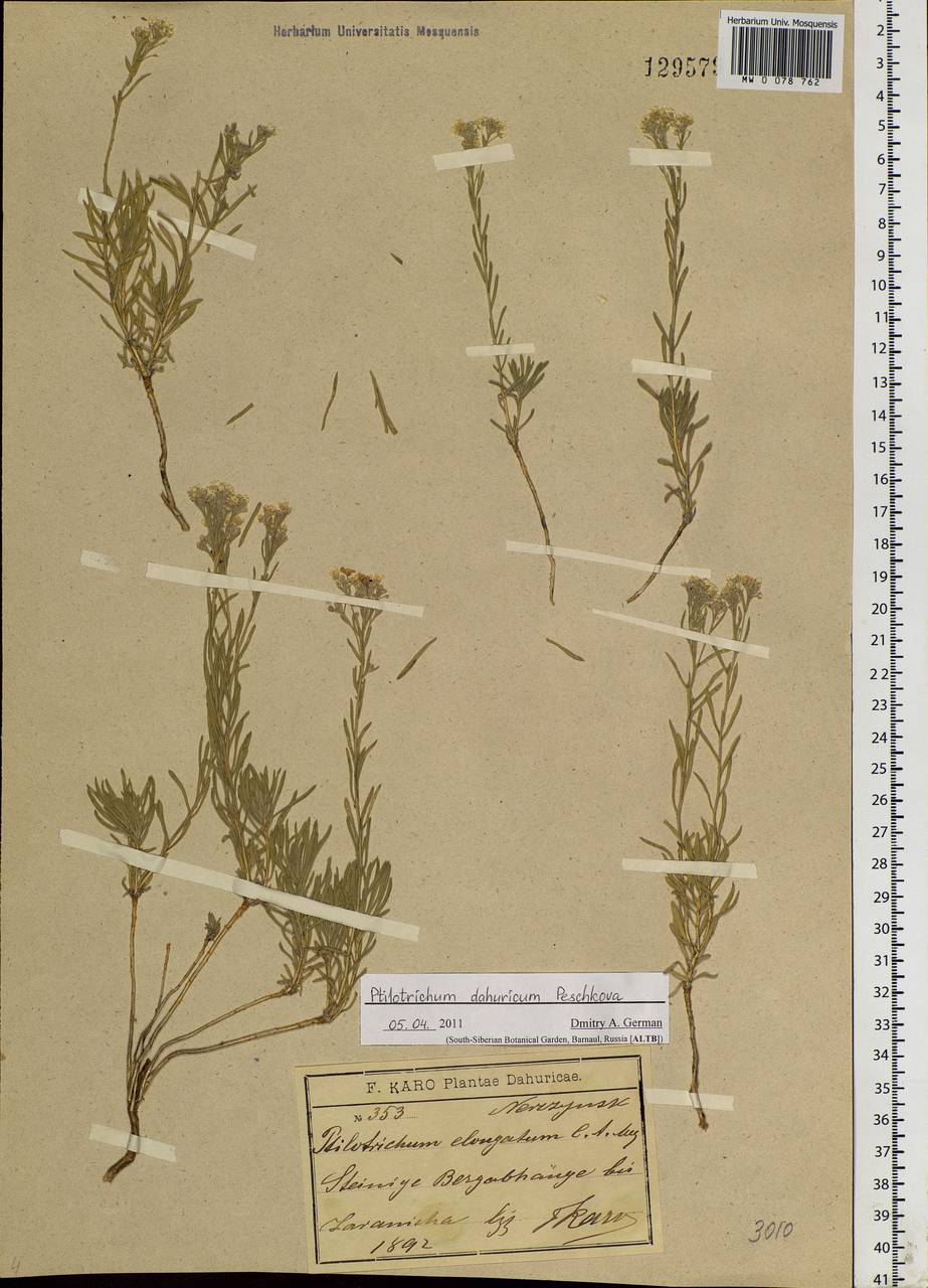 Stevenia dahurica (Peschkova) D. A. German & Al-Shehbaz, Siberia, Baikal & Transbaikal region (S4) (Russia)