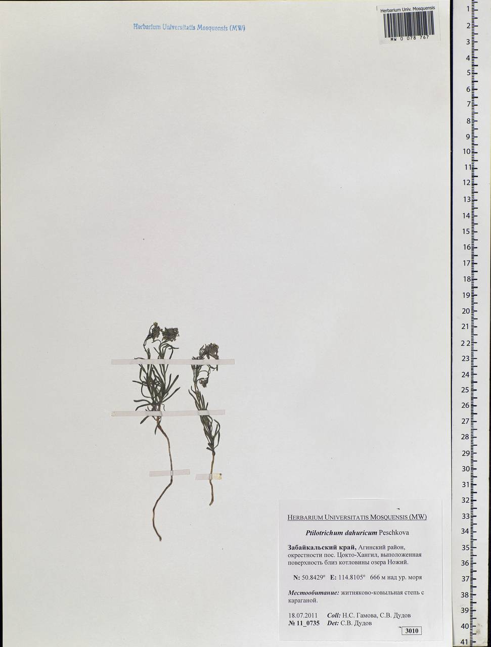 Alyssum dahuricum (Peschk.) Al-Shehbaz, Siberia, Baikal & Transbaikal region (S4) (Russia)