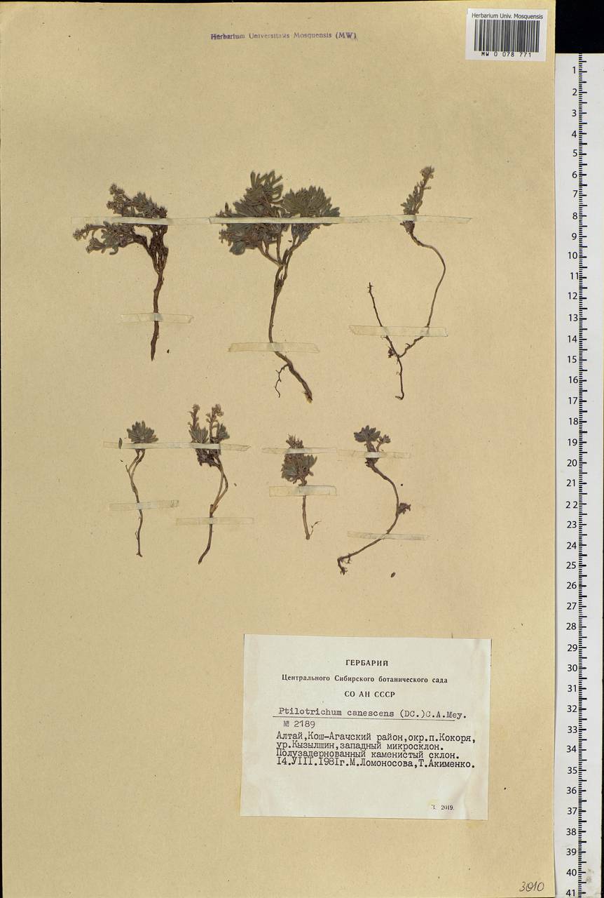 Stevenia canescens (DC.) D. A. German, Siberia, Altai & Sayany Mountains (S2) (Russia)