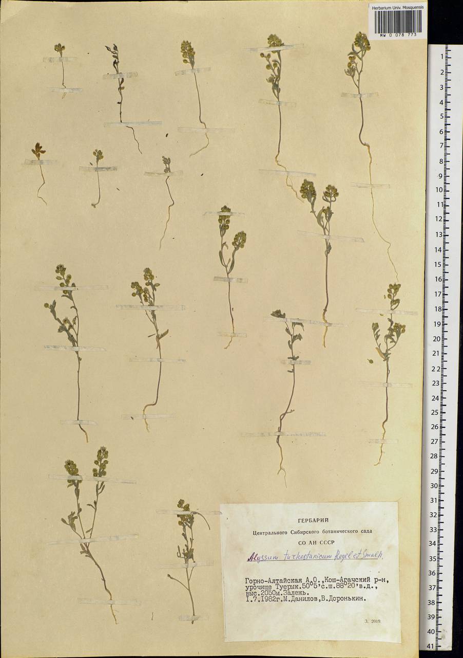 Alyssum turkestanicum Regel & Schmalh. ex Regel, Siberia, Altai & Sayany Mountains (S2) (Russia)