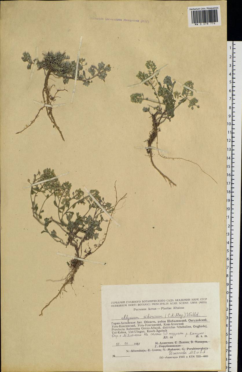Alyssum sibiricum Willd., Siberia, Altai & Sayany Mountains (S2) (Russia)