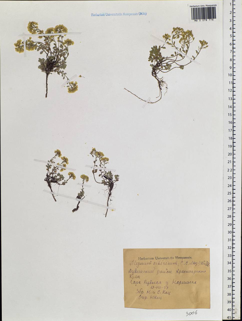 Alyssum sibiricum Willd., Siberia, Central Siberia (S3) (Russia)