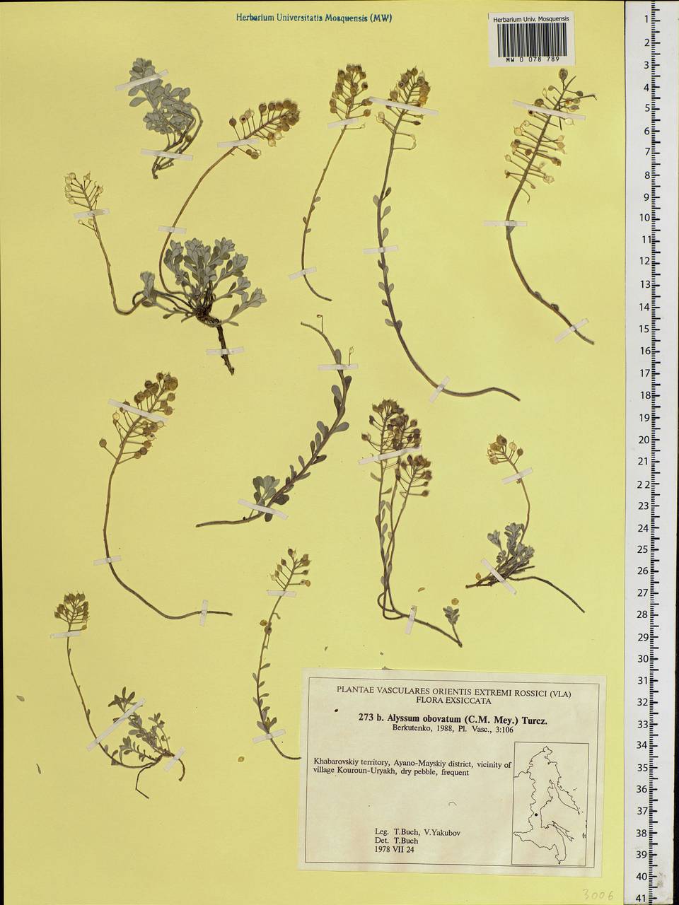 Odontarrhena obovata C. A. Mey., Siberia, Russian Far East (S6) (Russia)