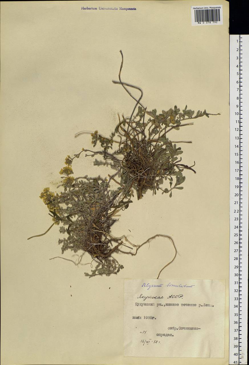 Odontarrhena obovata C. A. Mey., Siberia, Yakutia (S5) (Russia)