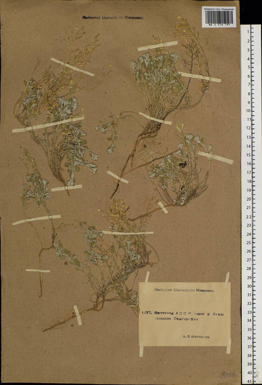 Odontarrhena obovata C. A. Mey., Siberia, Yakutia (S5) (Russia)