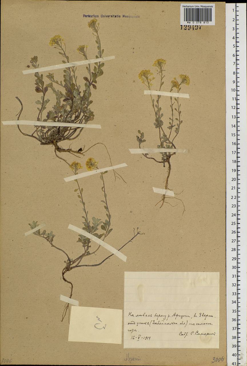 Odontarrhena obovata C. A. Mey., Siberia, Baikal & Transbaikal region (S4) (Russia)