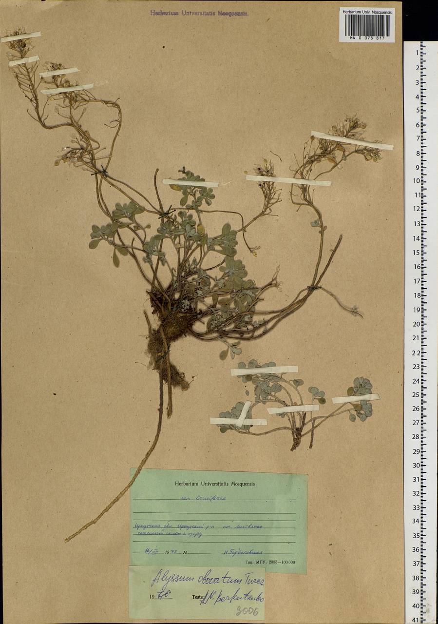 Odontarrhena obovata C. A. Mey., Siberia, Baikal & Transbaikal region (S4) (Russia)