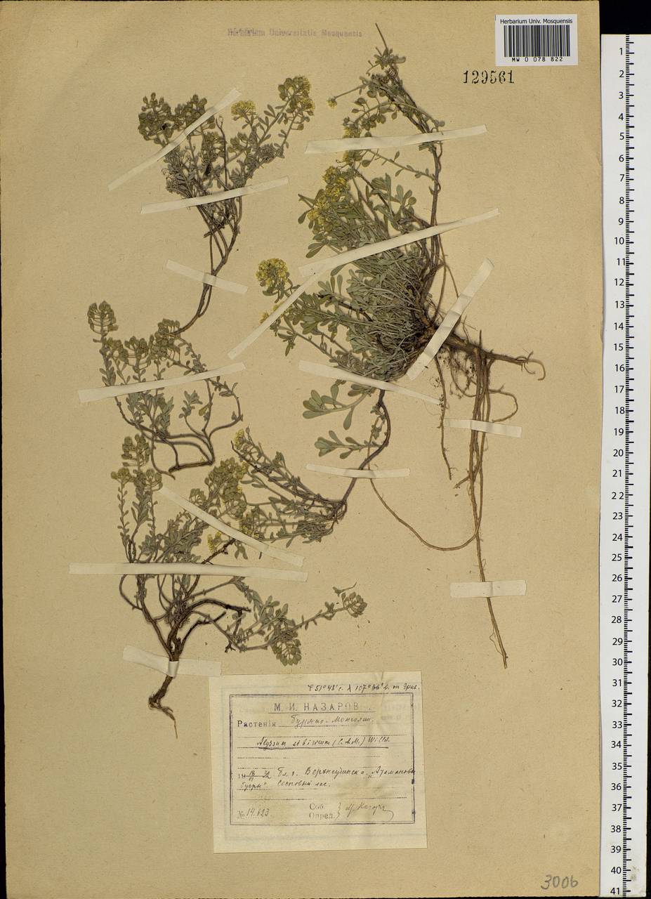 Odontarrhena obovata C. A. Mey., Siberia, Baikal & Transbaikal region (S4) (Russia)