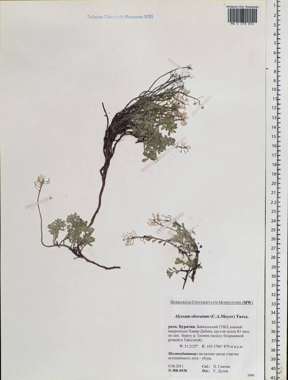 Odontarrhena obovata C. A. Mey., Siberia, Baikal & Transbaikal region (S4) (Russia)